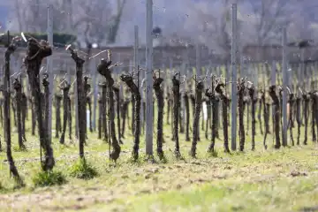 Weingarten im Frühling in der Wachau NÖ, Österreich
