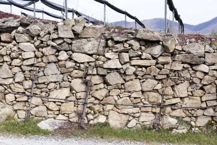 Dry stone wall in the vineyards of Wachau NÖ, Austria
