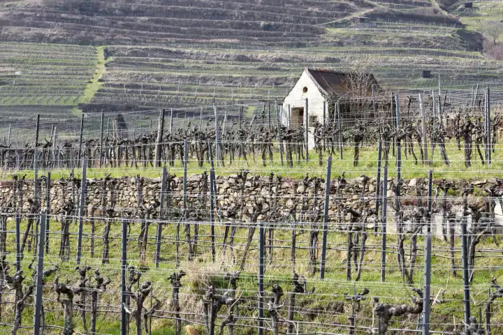 Weingärten im Frühling in Weißenkirchen der Wachau NÖ, Österreich
