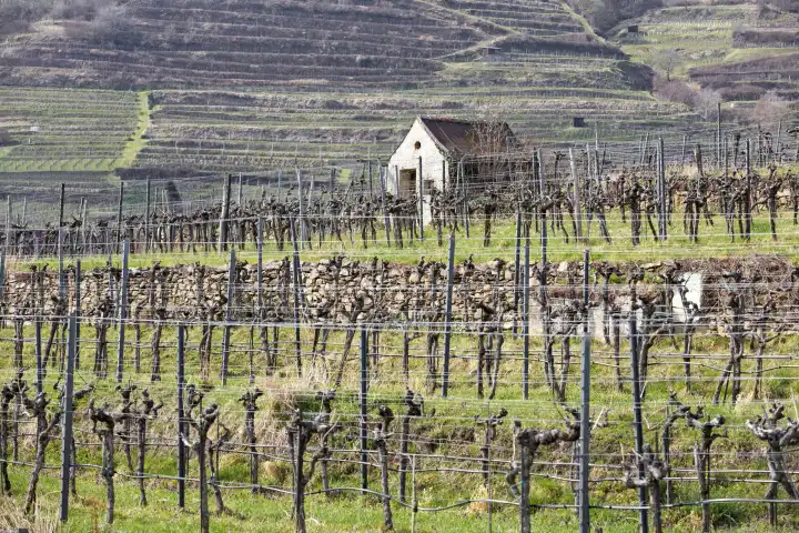 Weingärten im Frühling in Weißenkirchen der Wachau NÖ, Österreich