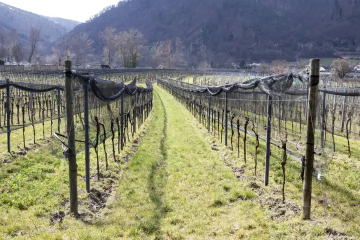 Weingarten im Frühling, Wachau NÖ, Österreich