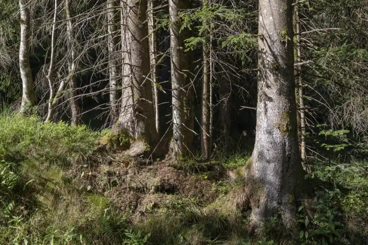 Coniferous forest, Bregenzerwald, Vorarlberg