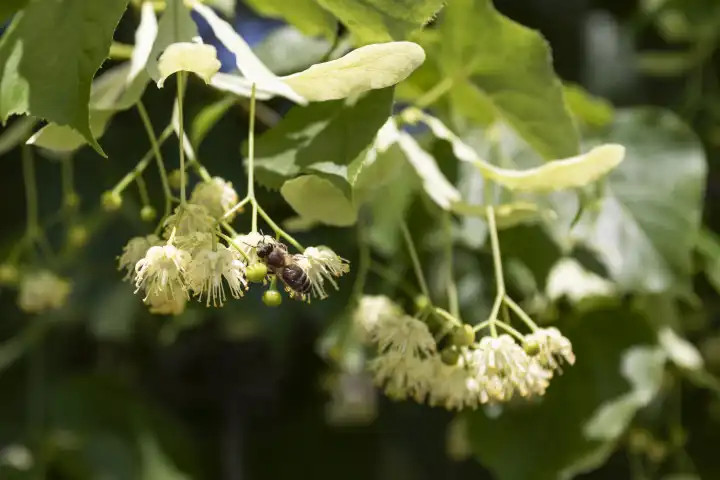 Lime tree, lime blossom with bee