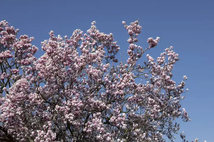 Flowering magnolia tree
