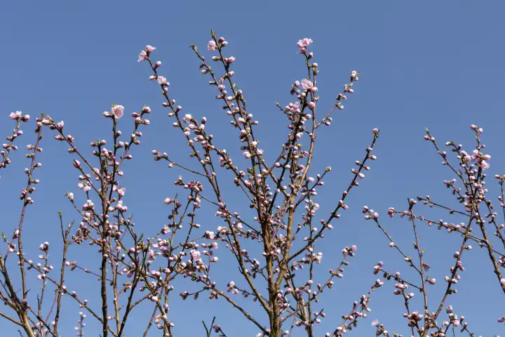 Peach blossoms, buds