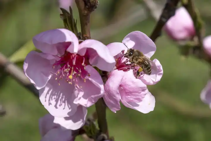 Peach blossom with bee