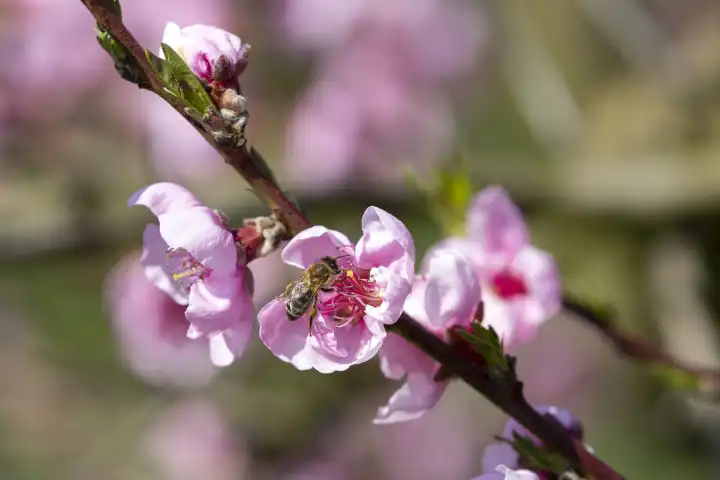 Pfirsichblüten mit Biene