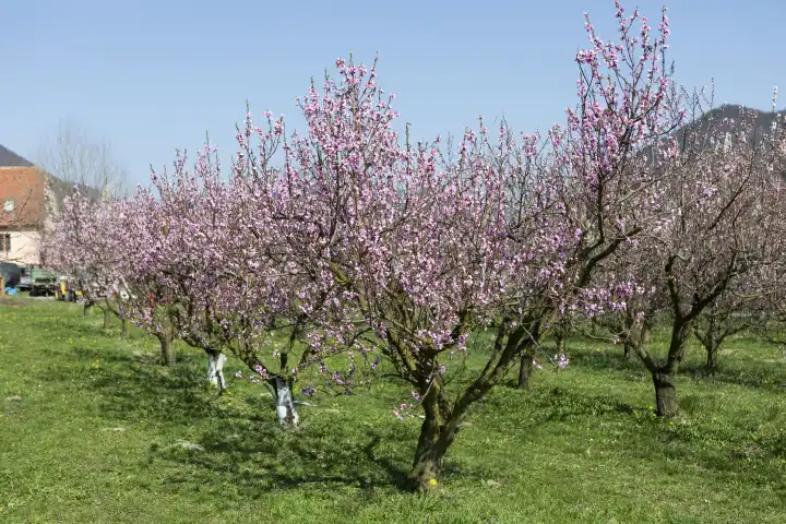 Blühende Pfirsichbäume