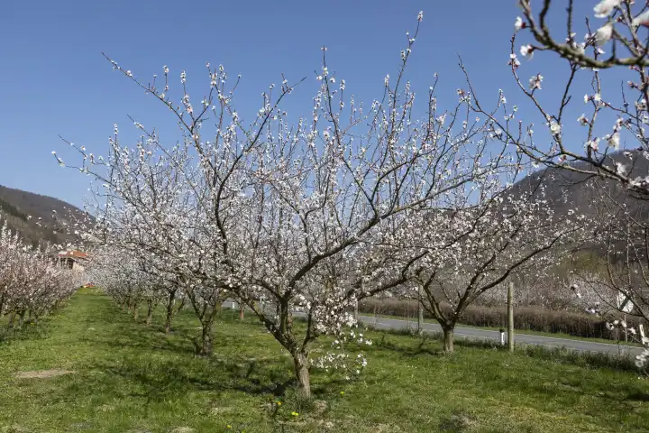 Marillenblüte, Aprikosenblüte in der Wachau, Niederösterreich, Österreich