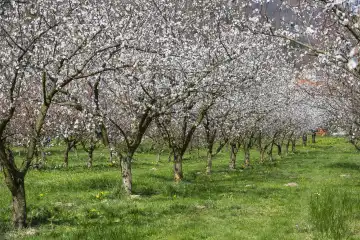 Apricot blossom, apricot blossom in the Wachau, Lower Austria, Austria