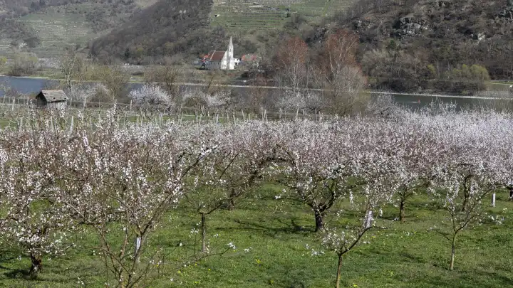Apricot blossom, apricot blossom in the Wachau, Lower Austria, Austria
