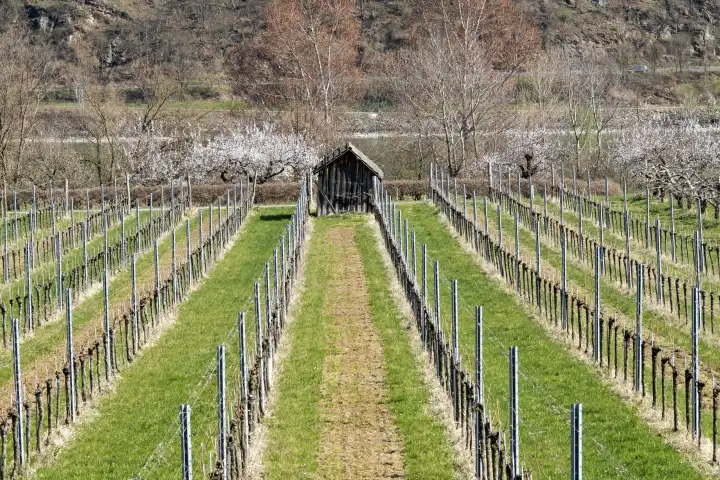 Vineyard in the Wachau in spring, Lower Austria, Austria