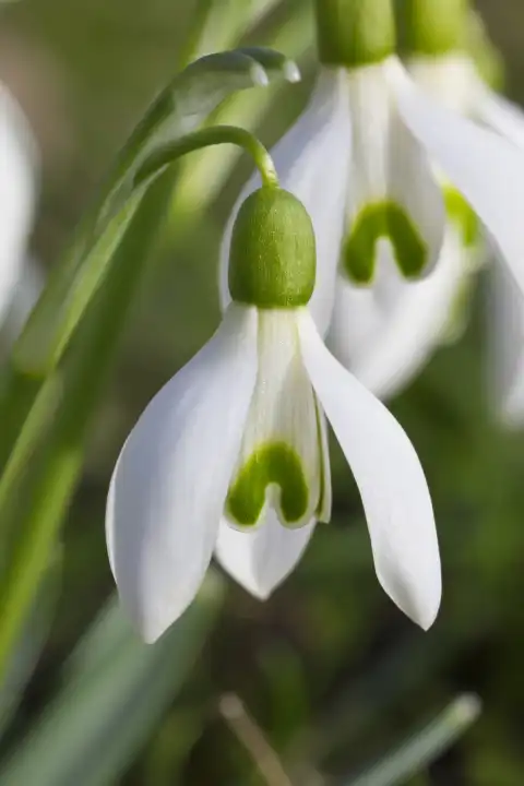 Macro from a snowdrop