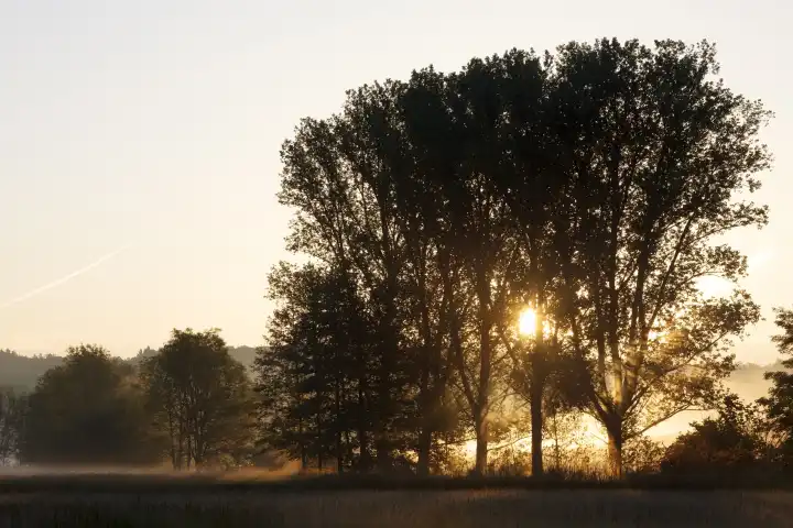 Bäume im Sonnenaufgang