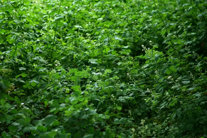 Dornengestrüpp sowie Grünpflanzen im Unterholz