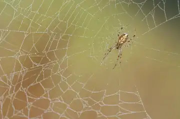 spider in cobweb - Neoscona adianta