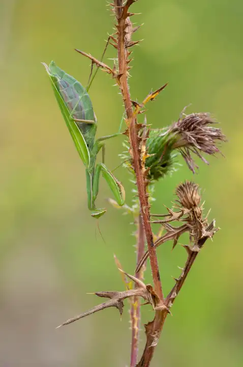 European mantis, Mantis religiosa
