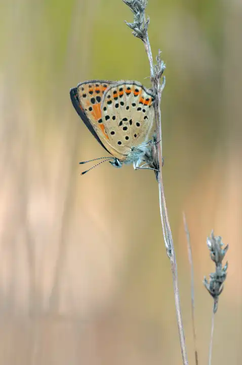 Sooty Copper, Lycaena tityrus
