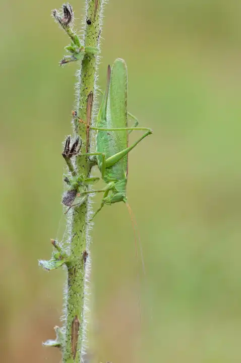 Great Green Bush-Cricket, Tettigonia viridissima