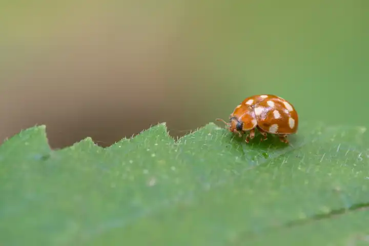 Cream-spot ladybird, Calvia quatuordecimguttata