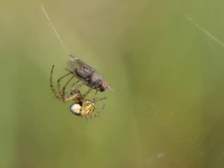 Spider, Mangora acalypha