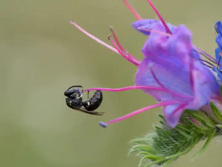 Bee, Hylaeus