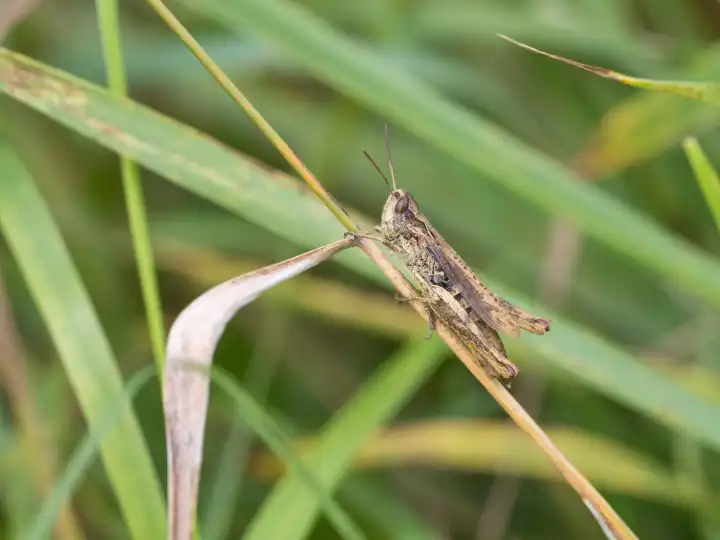 Grasshopper, Chorthippus apricarius