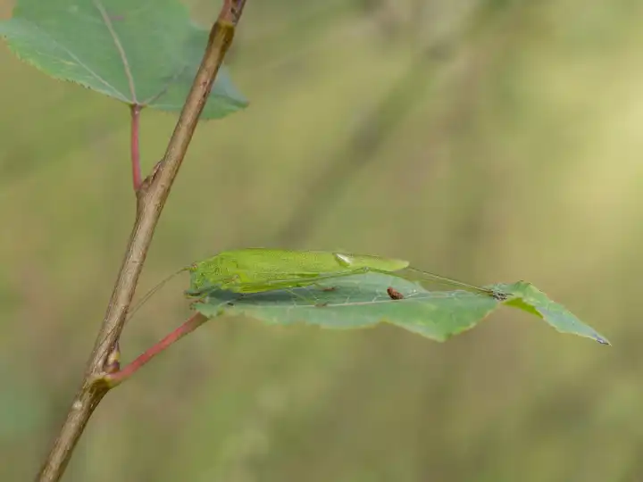 Sickle-bearing bush-cricket, Phaneroptera falcata