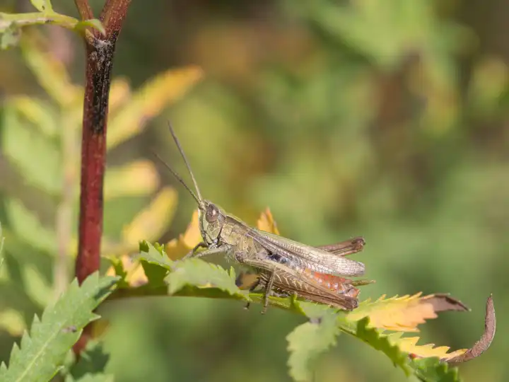 Grasshopper, Chorthippus dorsatus