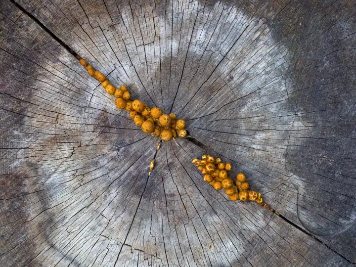 Honey fungus, Armillaria