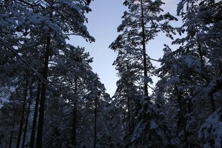 Dark forest in winter before darkness falls down
