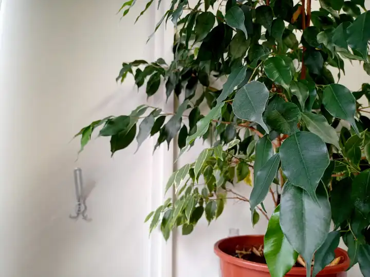 Ficuspflanze im büro in einem braunen topf für gesünderes arbeiten