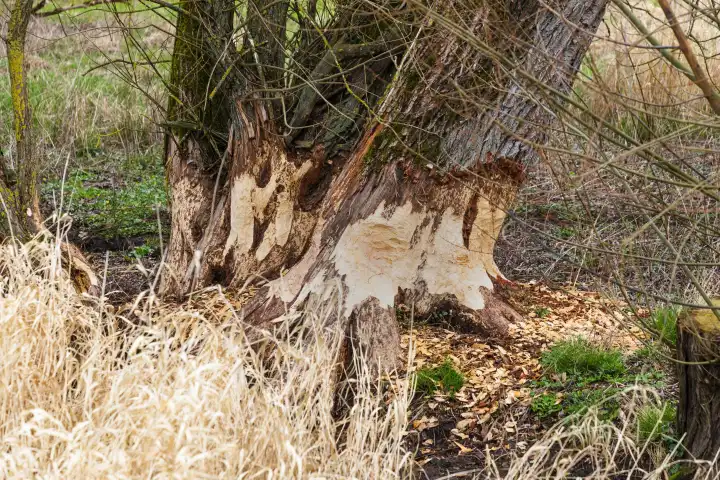 Beaver bite marks on willow trees
