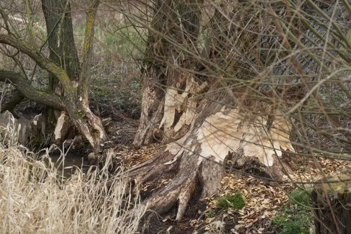 Beaver bite marks on willow trees along the Erlenbach stream