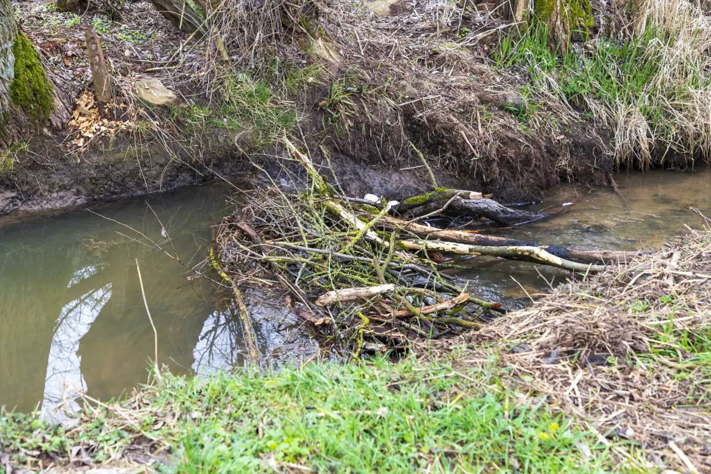 Recently constructed beaver dam on the Erlenbach stream