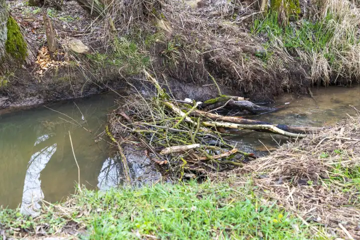 Recently constructed beaver dam on the Erlenbach stream