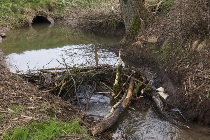 Water dammed up by beaver dam on the Erlenbach stream
