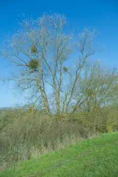 Mistletoe tufts on deciduous tree