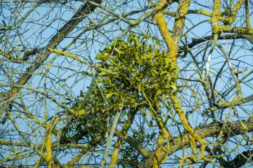 Bush of a hardwood mistletoe on a deciduous tree