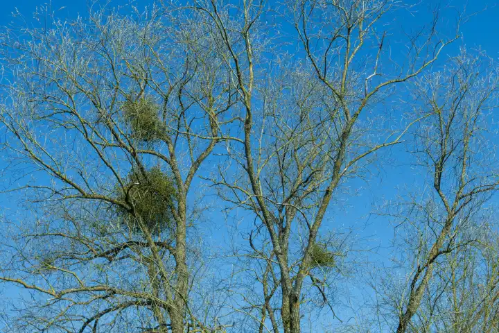 Clusters of hardwood mistletoe on willow trees