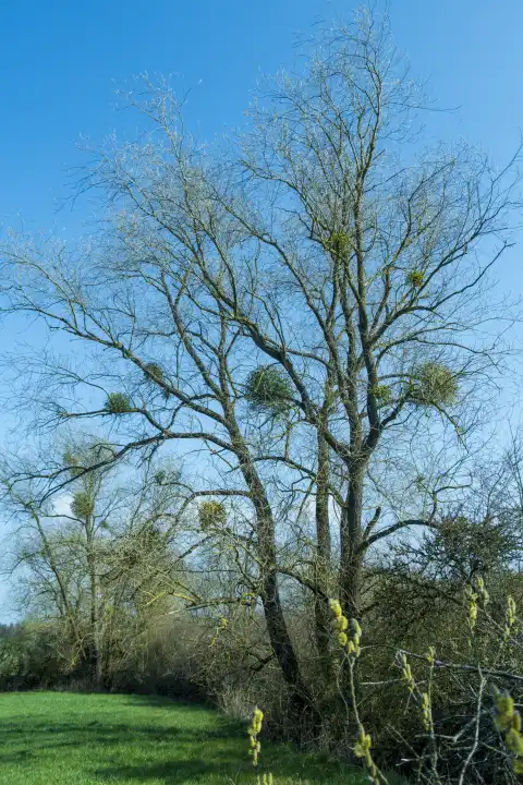 Willow with hardwood mistletoe