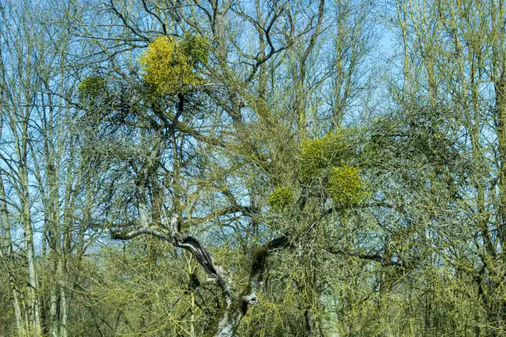 Mistletoe tufts on a gnarled deciduous tree