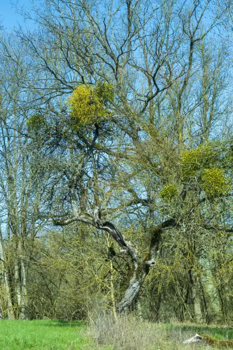 Mistletoe bushes with yellow flowers on a gnarled deciduous tree