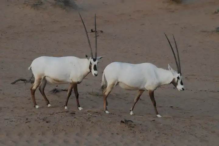 White Oryx