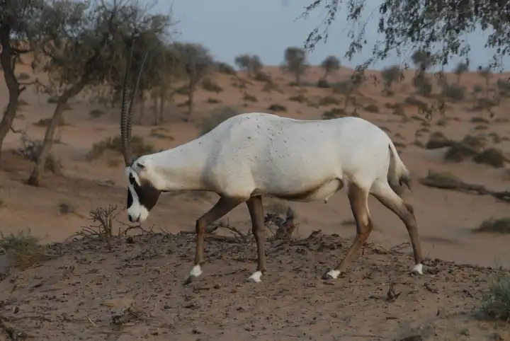 White Oryx