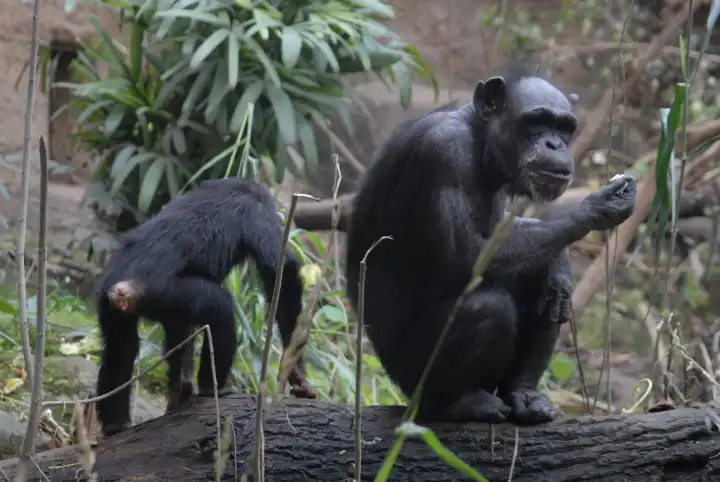 Chimpanzee, mother and child