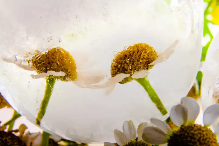 Chamomile in cristal clear ice.