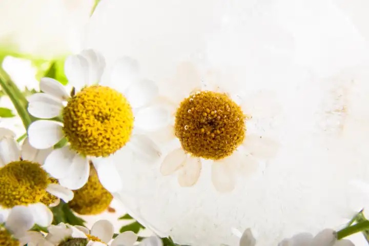 Chamomile in crystal clear ice