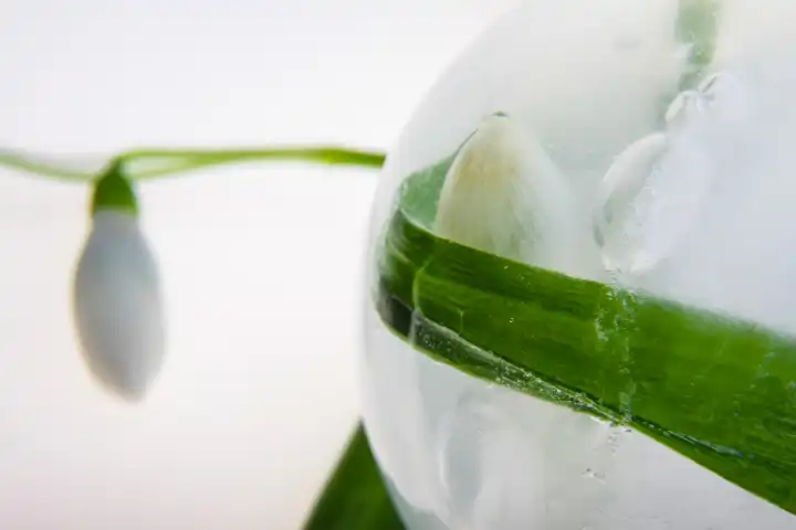 Schneeglöckchen in kristallklarem Eis