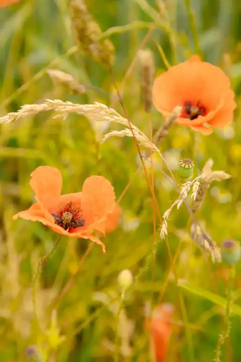 Poppies flowers in a field
